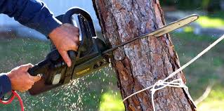 Best Tree Removal  in Douglass Hills, KY