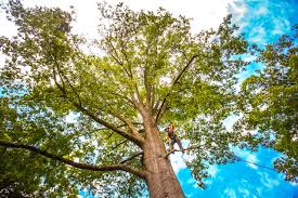 How Our Tree Care Process Works  in  Douglass Hills, KY