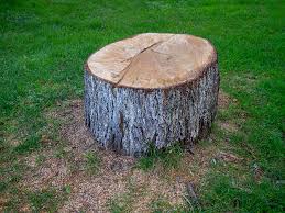 Best Stump Grinding and Removal  in Douglass Hills, KY