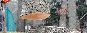 Best Tree Health Inspection  in Douglass Hills, KY