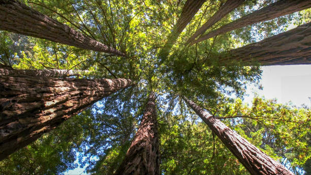 Best Arborist Consultation Services  in Douglass Hills, KY