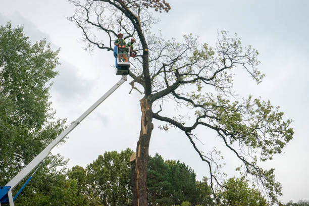 Best Tree Cabling and Bracing  in Douglass Hills, KY