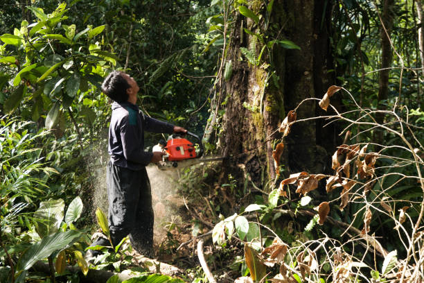 Best Tree and Shrub Care  in Douglass Hills, KY