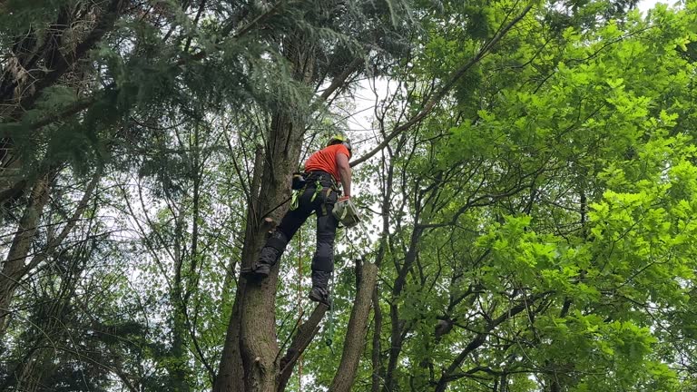 Best Tree Trimming and Pruning  in Douglass Hills, KY
