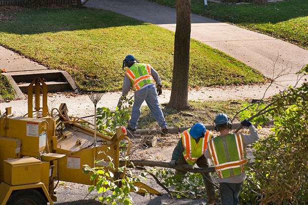 Trusted Douglass Hills, KY Tree Services Experts