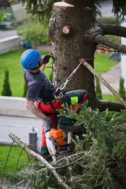 Best Palm Tree Trimming  in Douglass Hills, KY