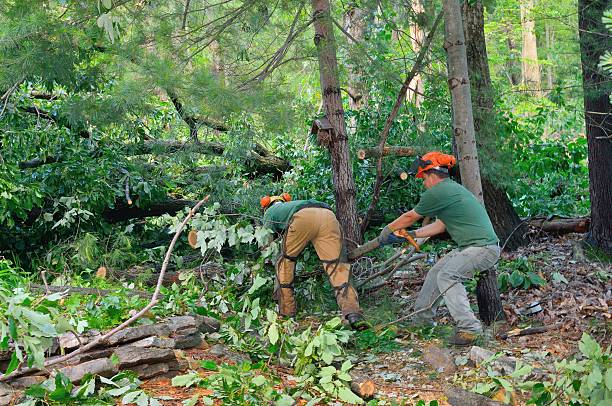 Mulching Services in Douglass Hills, KY