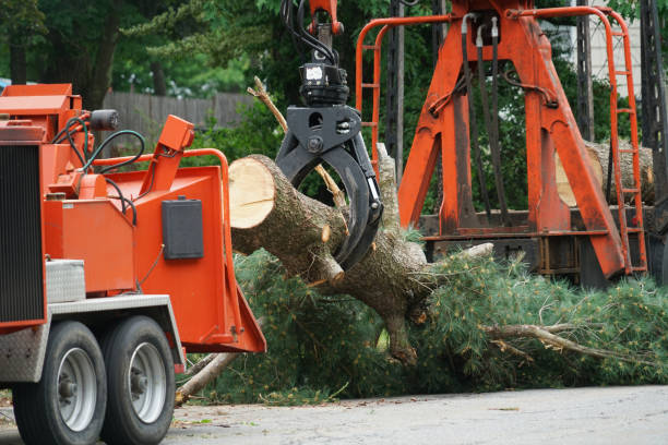 Best Root Management and Removal  in Douglass Hills, KY