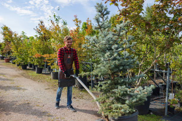 Best Tree Preservation Services  in Douglass Hills, KY