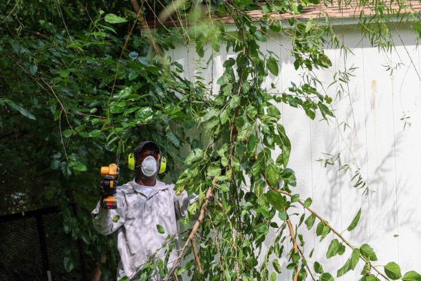 Tree and Shrub Care in Douglass Hills, KY
