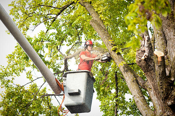 Best Seasonal Cleanup (Spring/Fall)  in Douglass Hills, KY