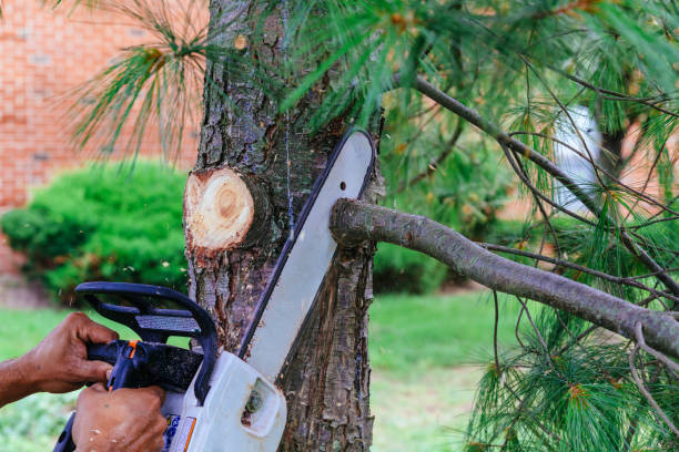 Best Tree Risk Assessment  in Douglass Hills, KY