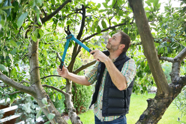 Best Fruit Tree Pruning  in Douglass Hills, KY